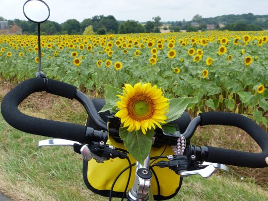 Fietsreis fietsbedevaart fietsblog reisverslag review Santiago de Compostela zonnebloem