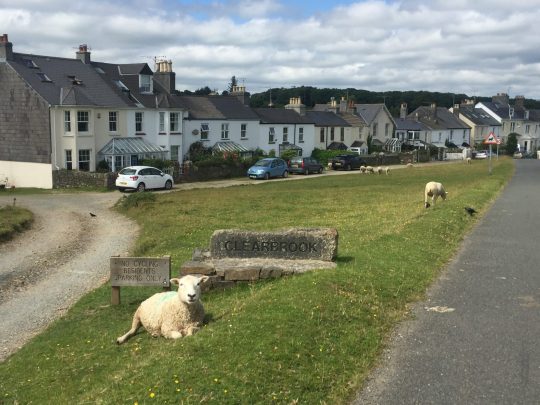 Fietsreis fietsblog Cornwall fietsvakantie review Yelverton schapen