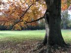 Fietsroute reisverslagen fietsblog review park Mesen Lede beuk herfst