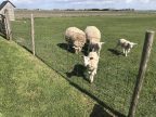 Fietsroute fietsblog polders schapen