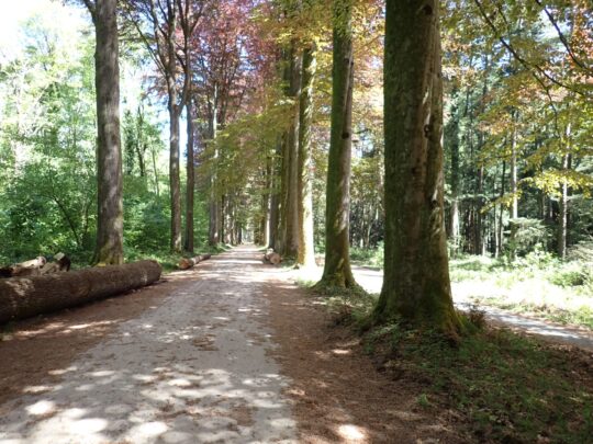 fietsblog, review, fietsverslag, fietsvakantie, fietstour, fietsroute, Zoniënroute, Zoniënwoud