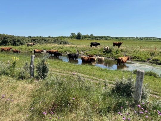 fietsblog, review, fietsverslag, fietsvakantie, fietstour, fietsroute, fietsreis, rondje Friesland, rondje Groningen, fietsen in Nederland, Lauwersmeer