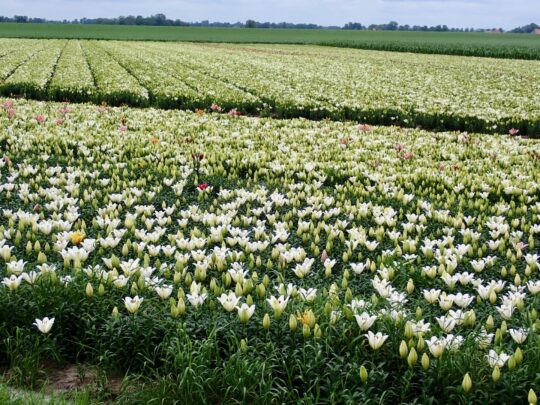 fietsblog, review, fietsverslag, fietsvakantie, fietstour, fietsroute, fietsreis, rondje Friesland, rondje Groningen, fietsen in Nederland