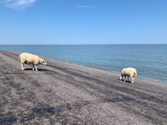 fietsblog, review, fietsverslag, fietsvakantie, fietstour, fietsroute, fietsreis, rondje Friesland, rondje Groningen, fietsen in Nederland, Emmapolder, Noordkaap