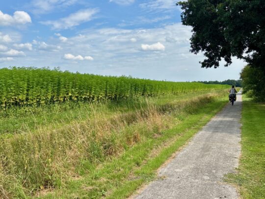 fietsblog, review, fietsverslag, fietsvakantie, fietstour, fietsroute, fietsreis, rondje Friesland, rondje Groningen, fietsen in Nederland, Boekweitlanden